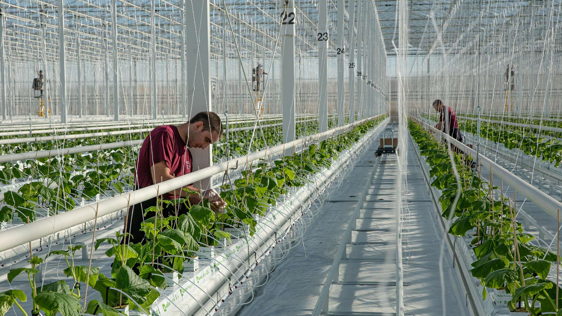 Workers in a Low Carbon greenhouse
