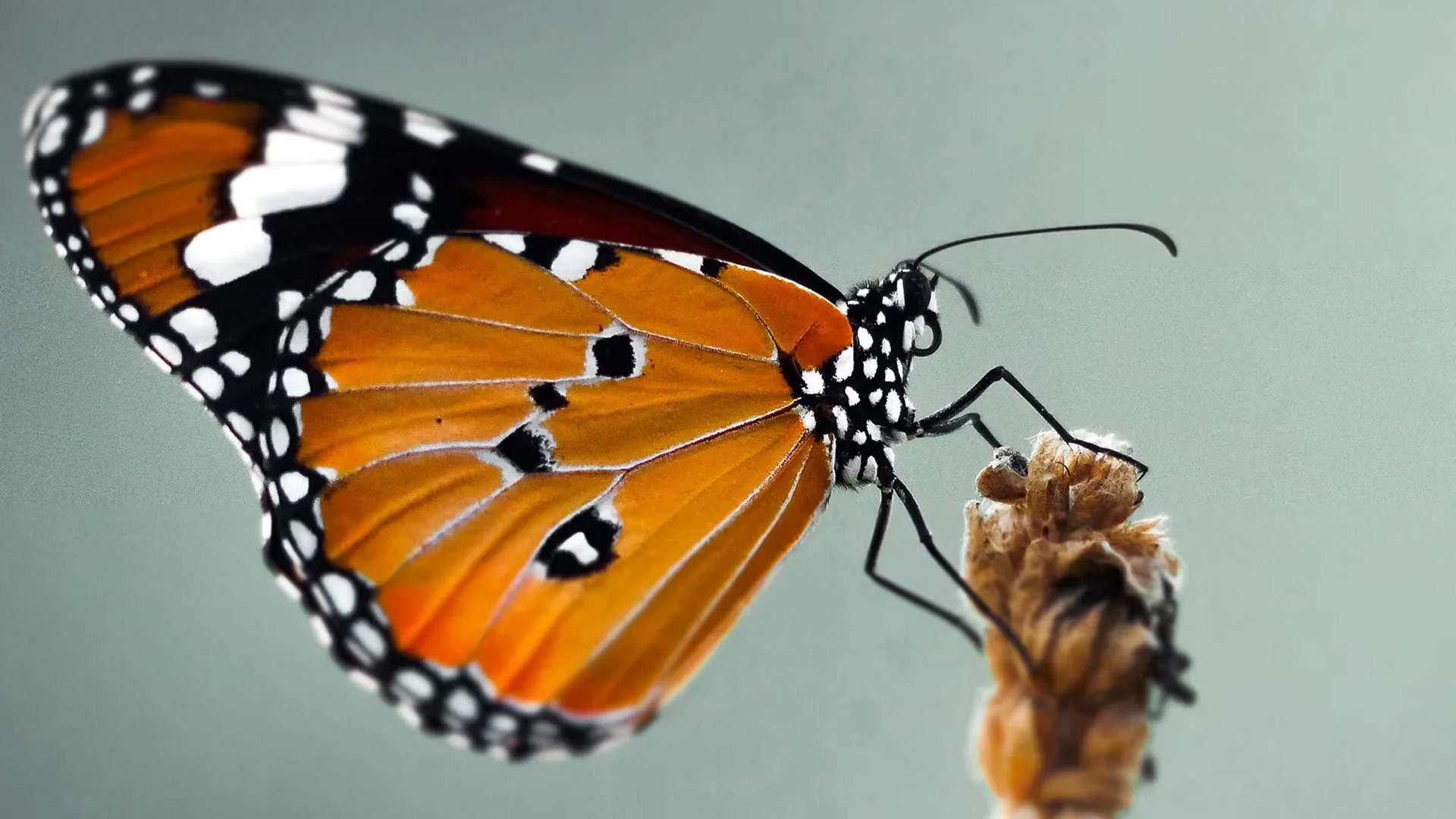 Macro photography image of a butterfly perched on a plant.