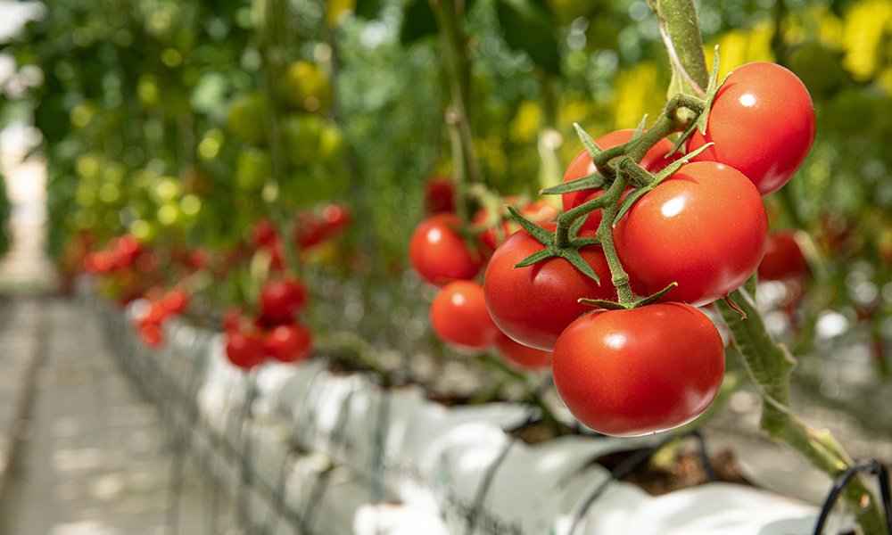 Tomatoes on the vine in a greenhouse.