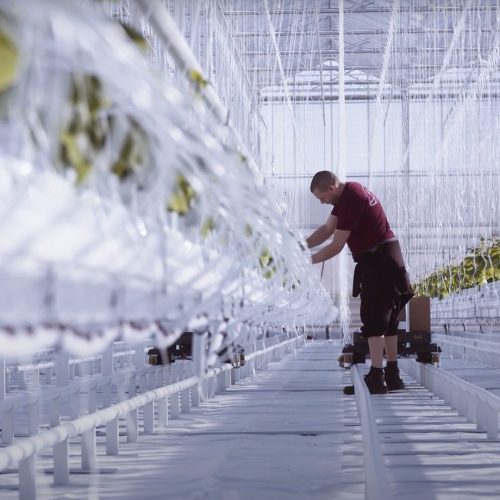 Perspective photographic shot Worker in the LCF greenhouse tending to the tomato vine